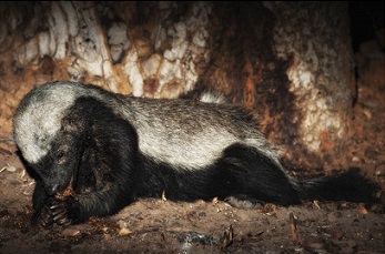 The honey badger eating some honey comb; Used with permission by Keith and Colleen Begg